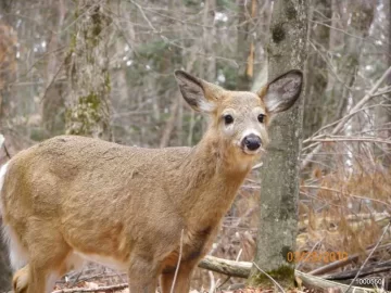 [Hearth.com] Some Deer Pictures