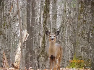 [Hearth.com] Some Deer Pictures