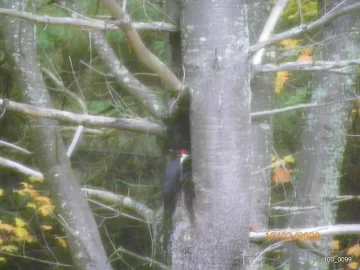 [Hearth.com] Woodpecker