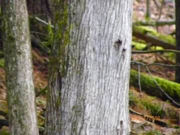 [Hearth.com] Tree ID