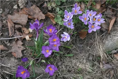 [Hearth.com] Ahh...SPRING!