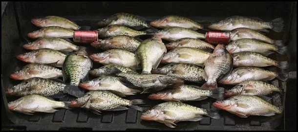 [Hearth.com] More Crappie pics