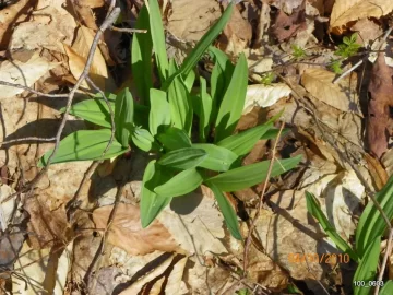 [Hearth.com] Wild Leeks!
