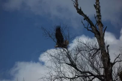 [Hearth.com] Eagle came by & I had the camera