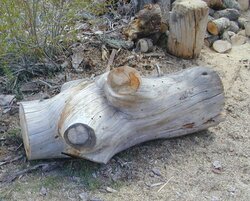 Oldest tree you've cut?