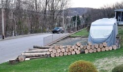 oak logs 03-27-2010.jpg