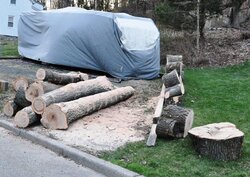 oak logs2 03-27-2010.jpg