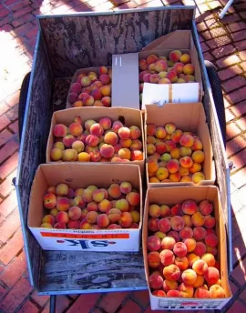 [Hearth.com] A real peach