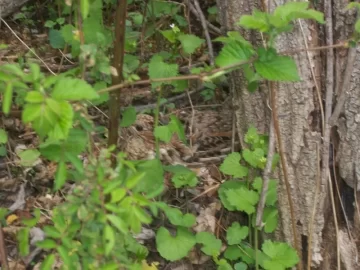 [Hearth.com] Ruffed Grouse