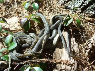 [Hearth.com] Snakes are out