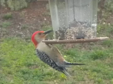 [Hearth.com] Bird ID ?