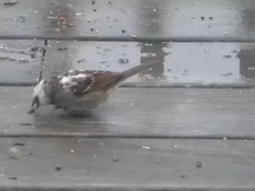 [Hearth.com] Bird ID ?