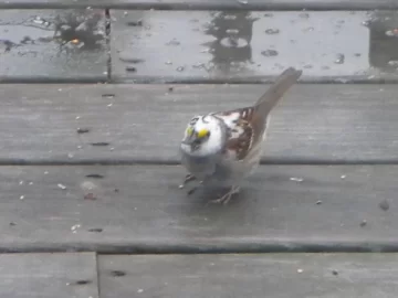 [Hearth.com] Bird ID ?