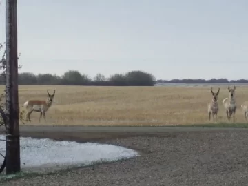 [Hearth.com] view from the driveway this mornin