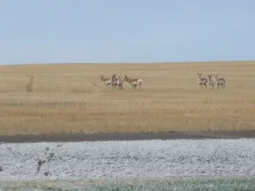 [Hearth.com] view from the driveway this mornin