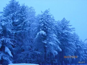 [Hearth.com] Snow on some Pines.