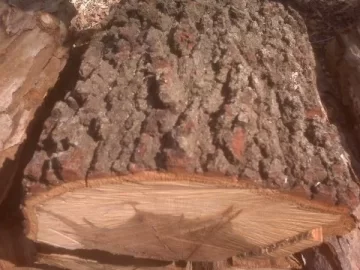 [Hearth.com] Red Oak?