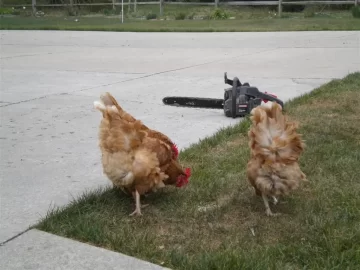 [Hearth.com] Chickens and Chainsaw