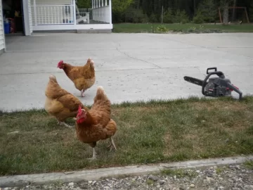 [Hearth.com] Chickens and Chainsaw