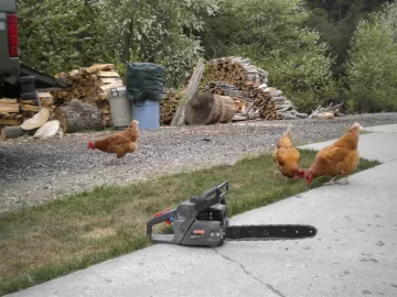 [Hearth.com] Chickens and Chainsaw