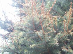 blue spruce trouble