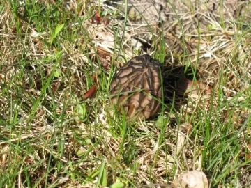 [Hearth.com] Morels