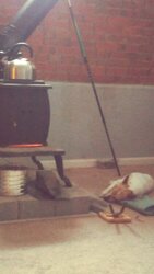 Your stove and your dog(s)