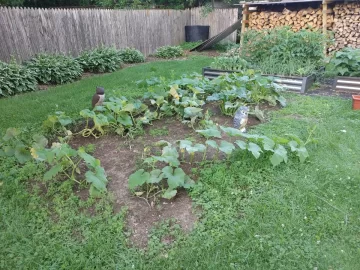 2021 Garden Thread