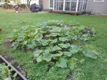 2021 Garden Thread