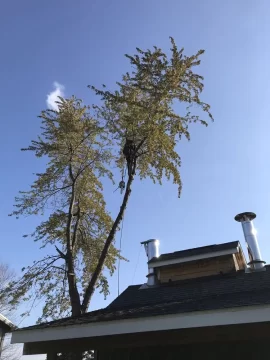 [Hearth.com] Tree climber ......Nuts !