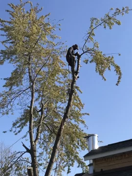 [Hearth.com] Tree climber ......Nuts !