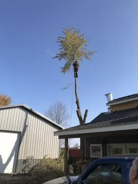 [Hearth.com] Tree climber ......Nuts !
