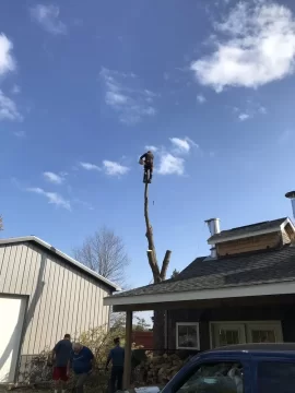 [Hearth.com] Tree climber ......Nuts !