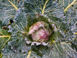 winter-cabbage.jpg