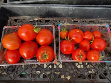 tomatoes-last-harvest.jpg