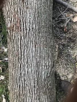 [Hearth.com] Tree ID, Maple