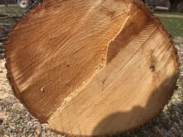 [Hearth.com] Tree ID, Maple