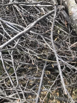 [Hearth.com] Tree ID, Maple