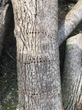 [Hearth.com] Tree ID, Maple