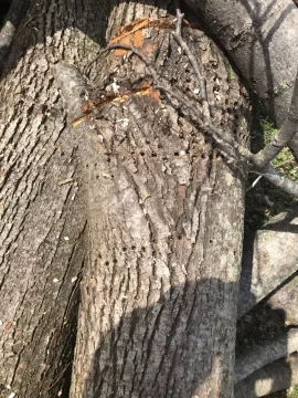 [Hearth.com] Tree ID, Maple