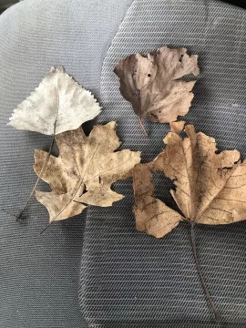 [Hearth.com] Tree ID, Maple