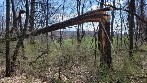 [Hearth.com] Friday's Work in the Woods