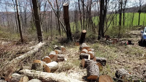 [Hearth.com] Friday's Work in the Woods