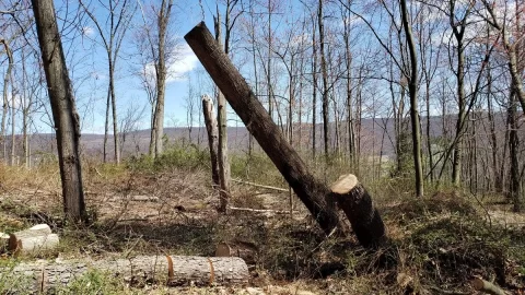 [Hearth.com] Friday's Work in the Woods