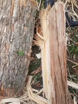 [Hearth.com] Is this oak?