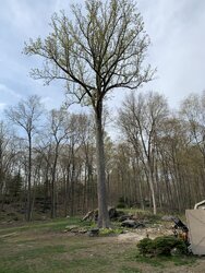 What are my options with this poplar ?