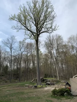 [Hearth.com] What are my options with this poplar ?