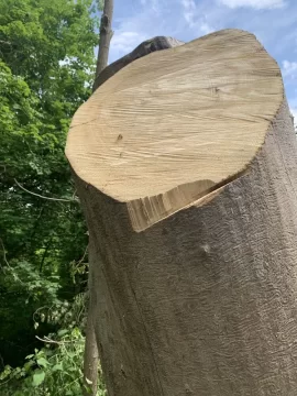 [Hearth.com] Ever source drop. Wood is.