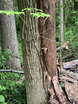 [Hearth.com] Ever source drop. Wood is.
