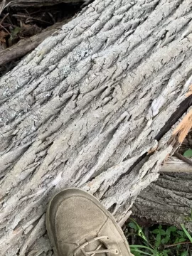 [Hearth.com] Ever source drop. Wood is.